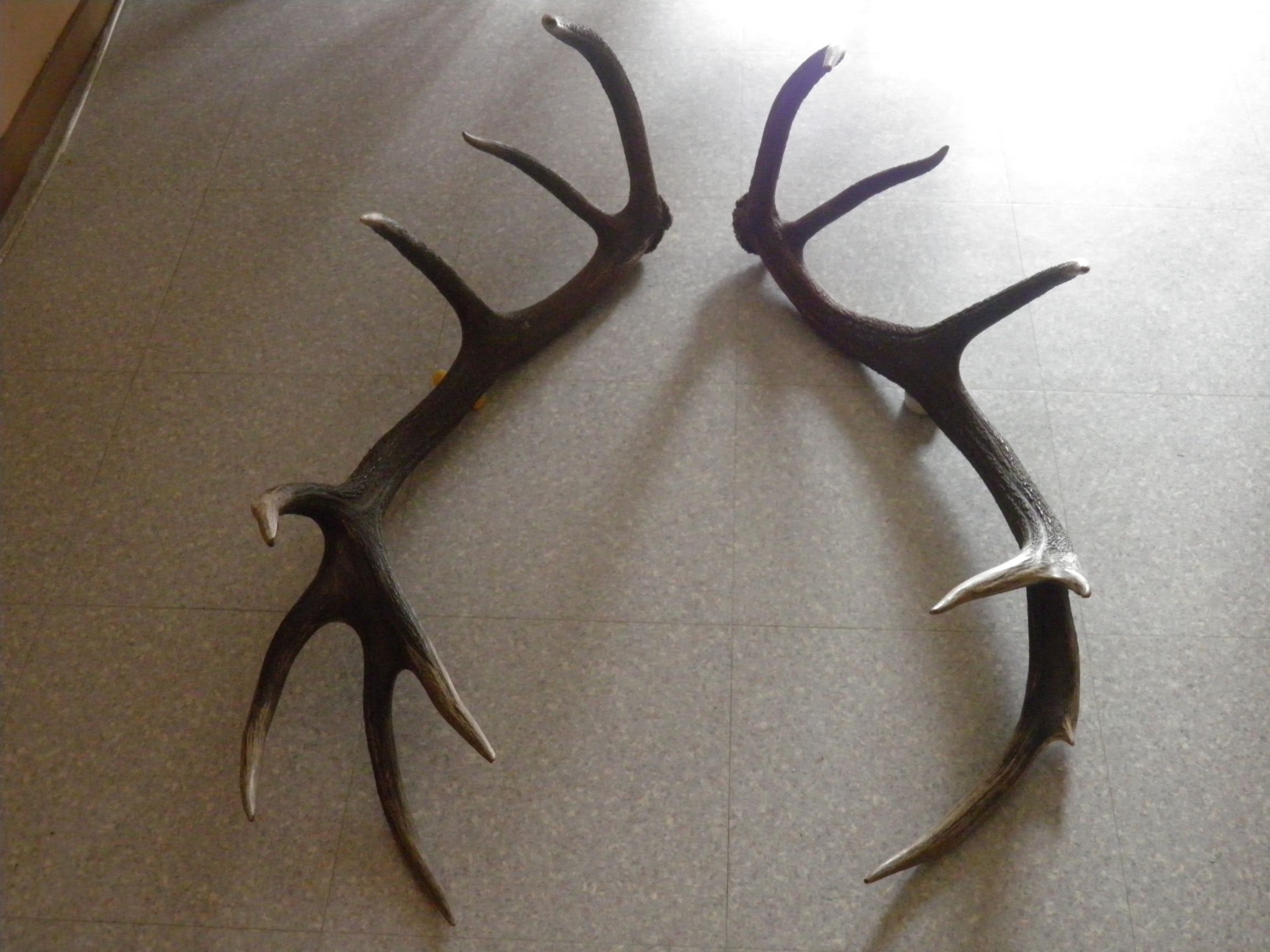 Belle Paire De Bois De Cerf 71cm - Occasion, Décor Naturel Et Imposant