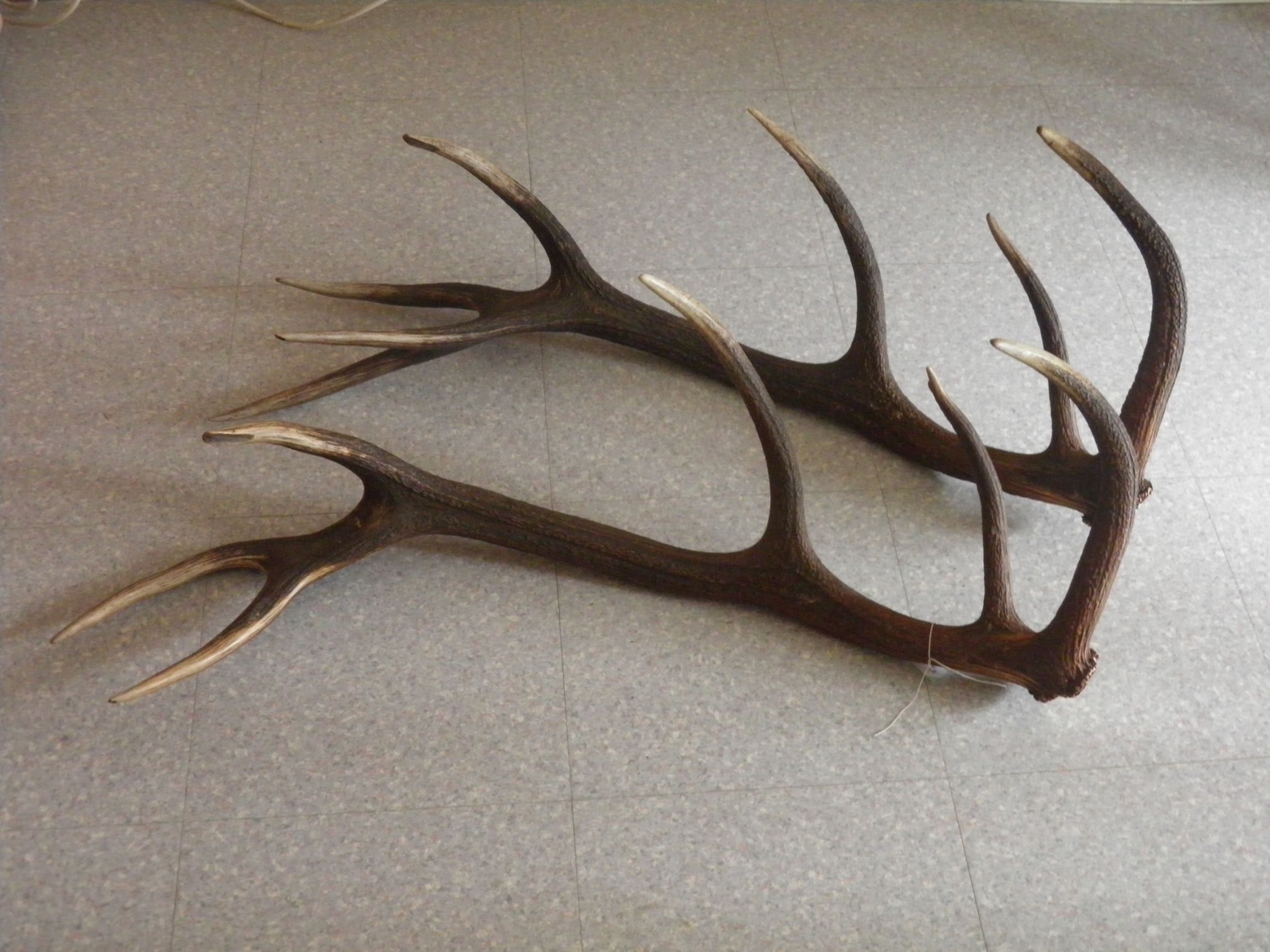 Paire De Bois De Cerf 6 Cors – 60 Cm – Pour Décoration Ou Pièces Détachées